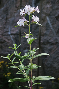 suopayrtti luontoportti