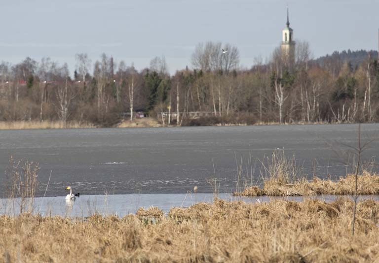 viinikan kirkko
