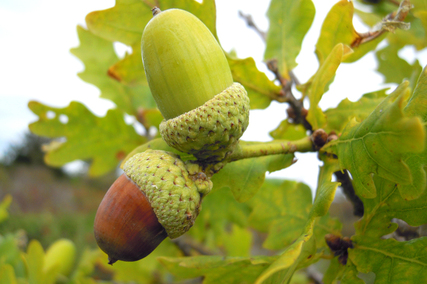 Quercus_robur_nut