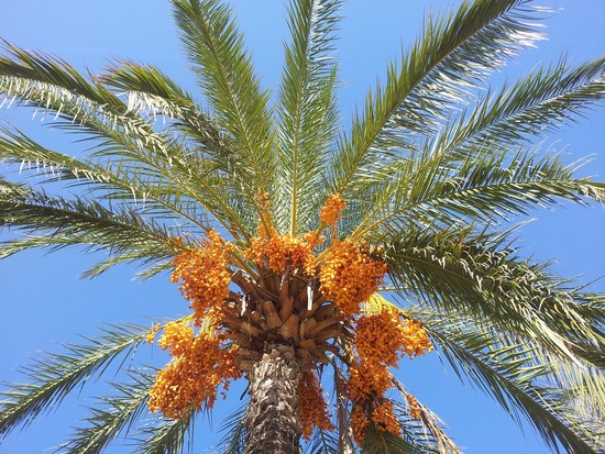 date-palm-614625_1920