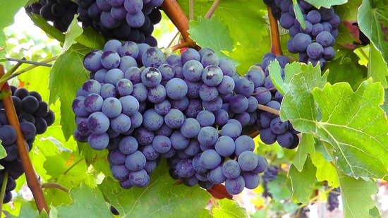 blue-grapes-77376_1920