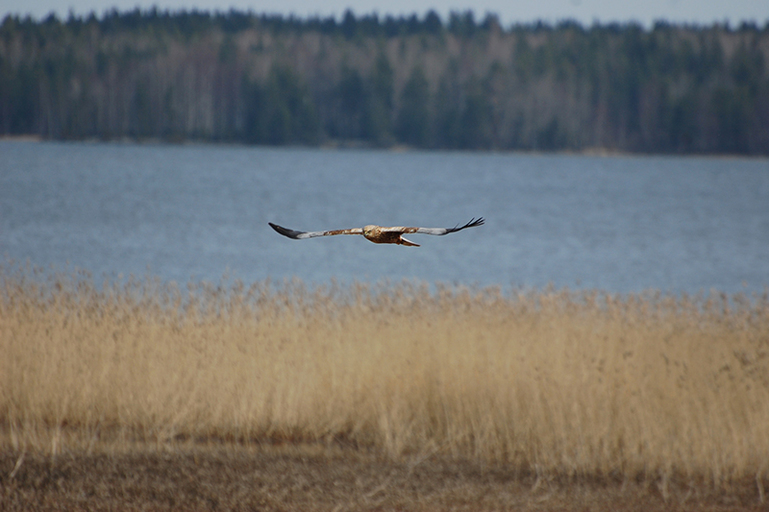 Ruskosuohaukka lentää matalla. Se liitää järven yltä kohti peltoaluetta.