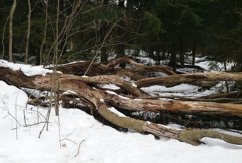 Kuvan keskellä puiden oksat makaavat maassa pitkittäin, ja takana on kasvavaa metsää.
