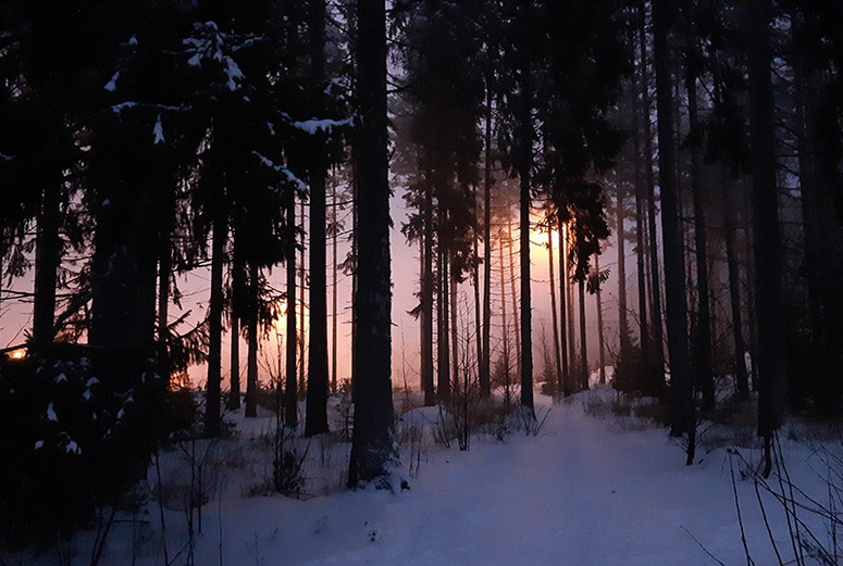 Illalla kuvattu kaupunkimetsä, jonka runkojen välistä näkyy valoa usvan läpi.