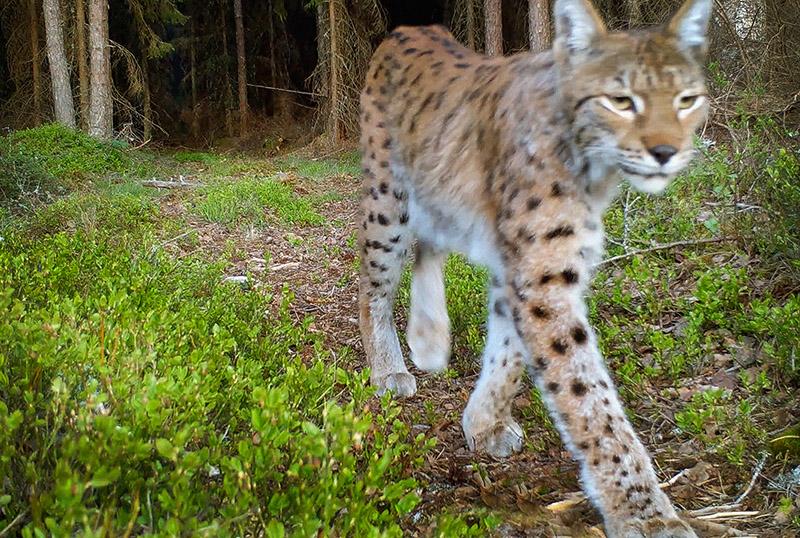 Ilves kävelee viistosti kohti kameraa.