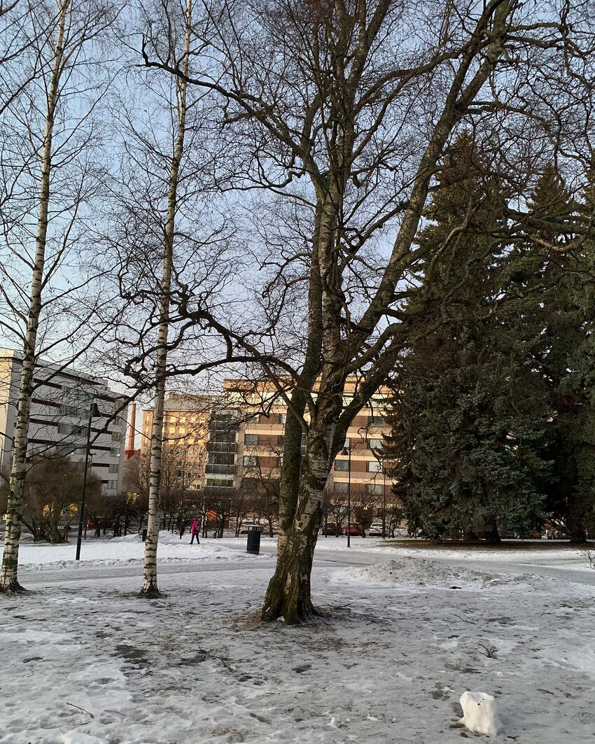 Koivuja sekä muita puita kerrostalojen keskellä olevassa puistossa. Maassa lumista jäätä.