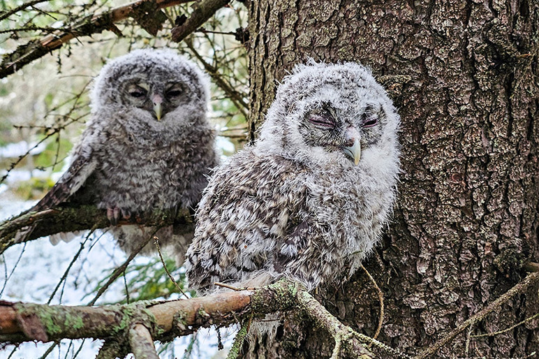 Kaksi pörröistä linnunpoikasta istuu oksalla puunrungon vieressä.