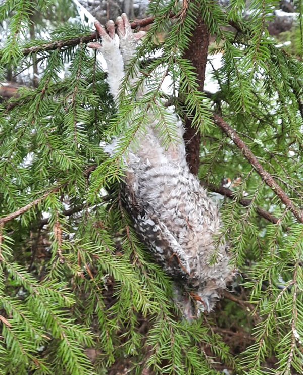 Lintu rötköttää pää alaspäin kuusen oksistossa.