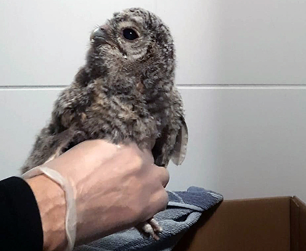 Käsi, jossa on kertakäyttöhansikas, pitelee seisovaa lintua jaloista.