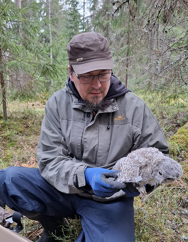 Kyykkyasennossa oleva henkilö tutkii rengastettua poikasta metsikössä.