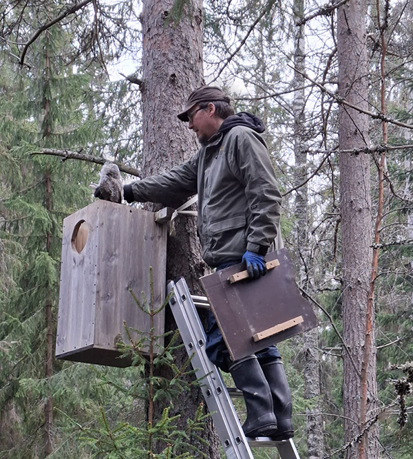 Puuta vasten asetetuilla tikapuilla kiipeävän henkilön toisessa kädessä on levy ja toisessa linnunpoikanen ison pesäpöntön päällä.
