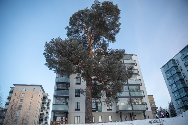 Iso mänty kerrostalojen edessä mäellä.