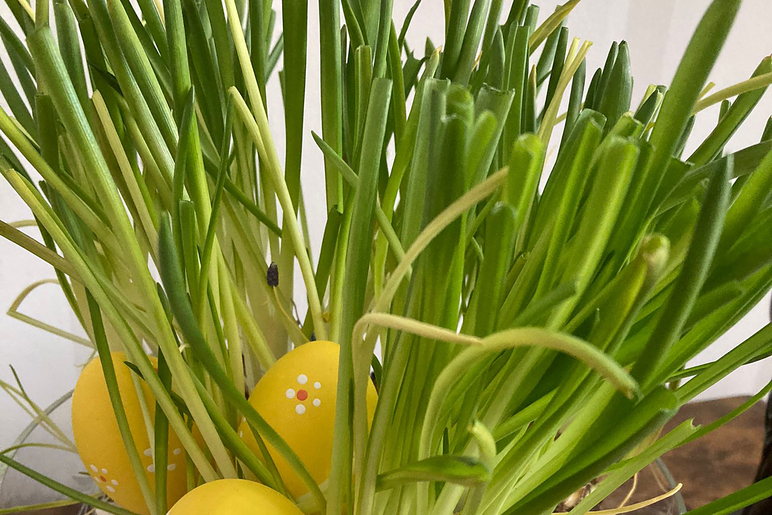 Ruohon juuresta pilkottaa maalattuja munia.