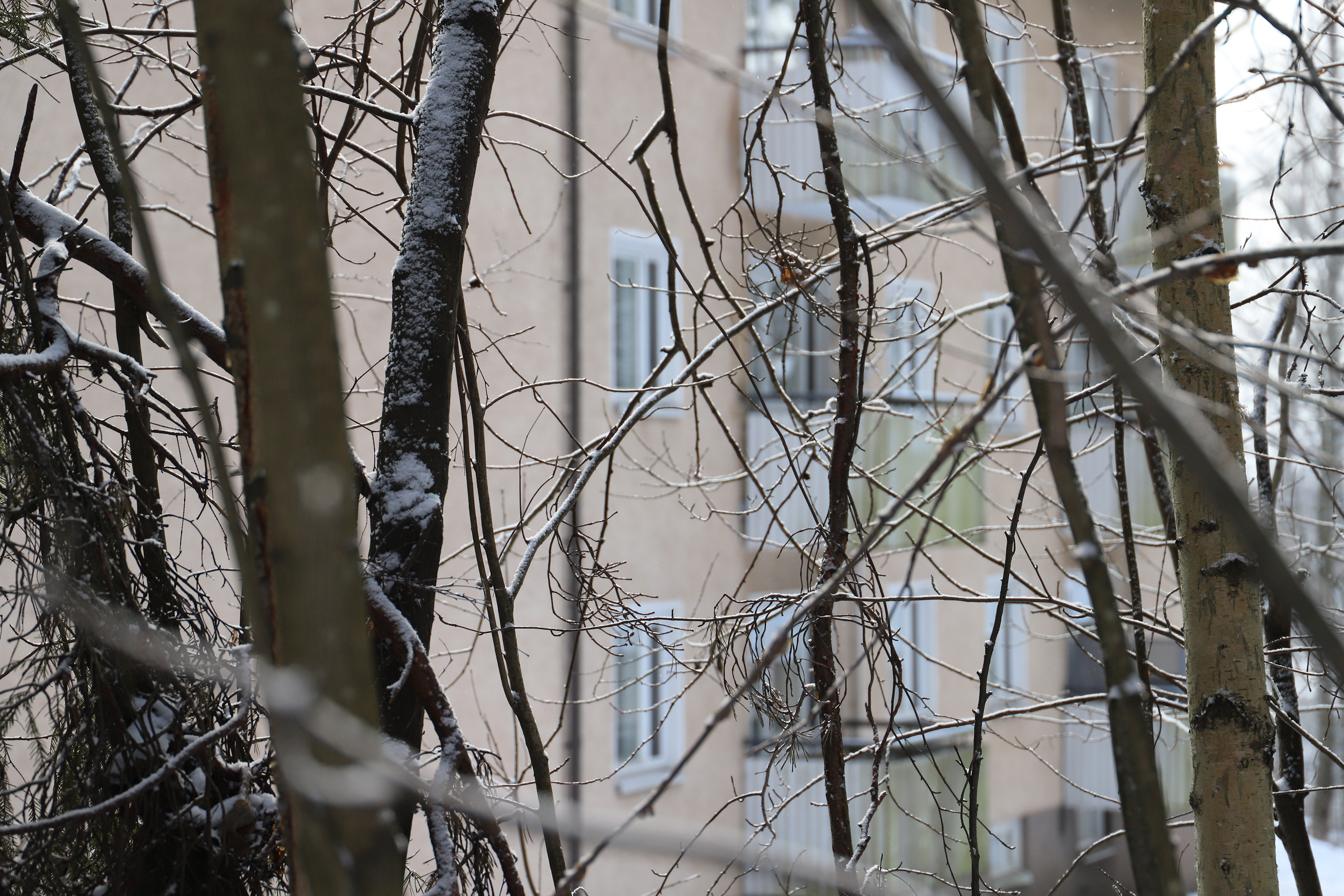 Kerrostalon edessä on puita ja risuja.